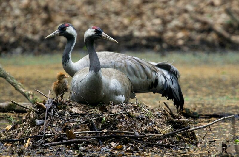 Kraniche mit Jungtier: Ganz heimlich haben die Kraniche ein Nest im unzugänglichen Erlenbruch angelegt – Bild: MDR/​telekine fernsehproduktion