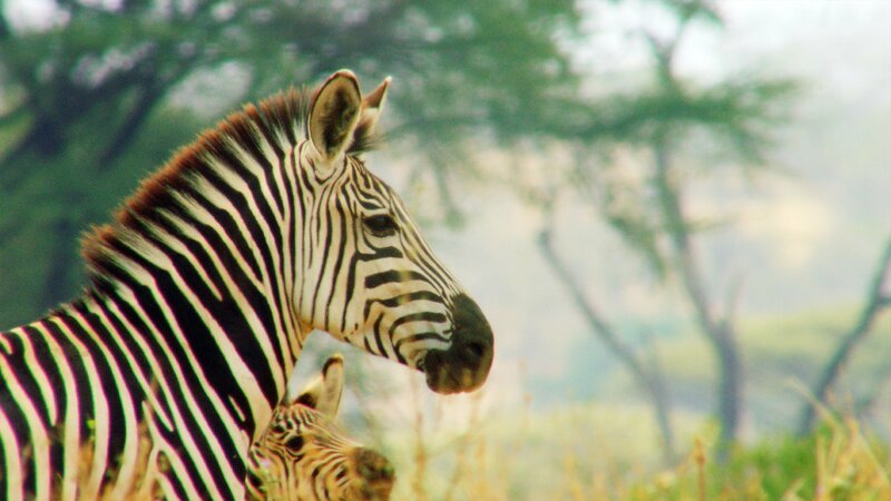Zebra – Bild: TVNOW/ © JBIZ Productions-ZED Zebra – Bild: TVNOW/ © JBIZ Productions-ZED