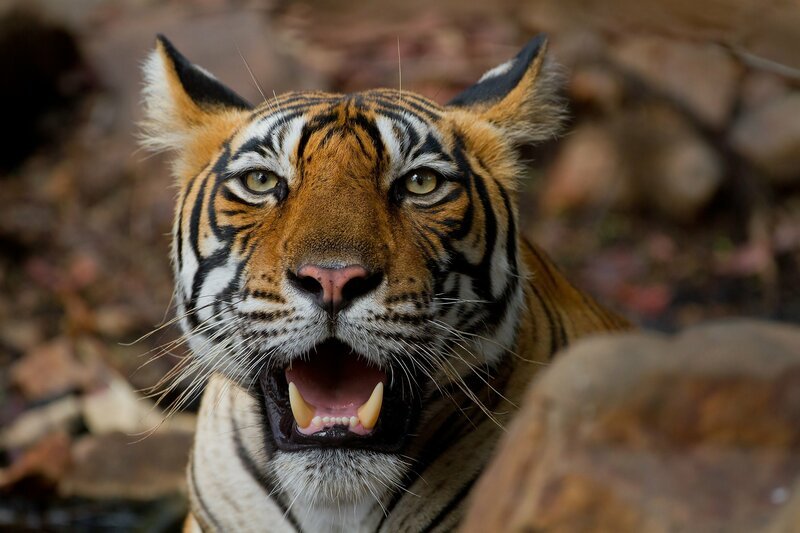 A tiger with it’s mouth open. – Bild: Animal Planet