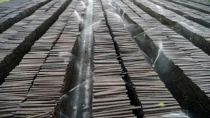 Im Tal der Eder lagern 65.000 Festmeter Holz. Es ist das größte von fünf hessischen Nasslager. – Bild: HR