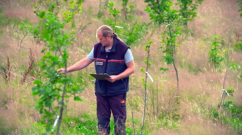 Forstwissenschaftler André Hardtke, von der Nordwestdeutsche Forstliche Versuchsanstalt, begutachtet das Wachstum der geklonten Bäume in der Baumschule. – Bild: HR
