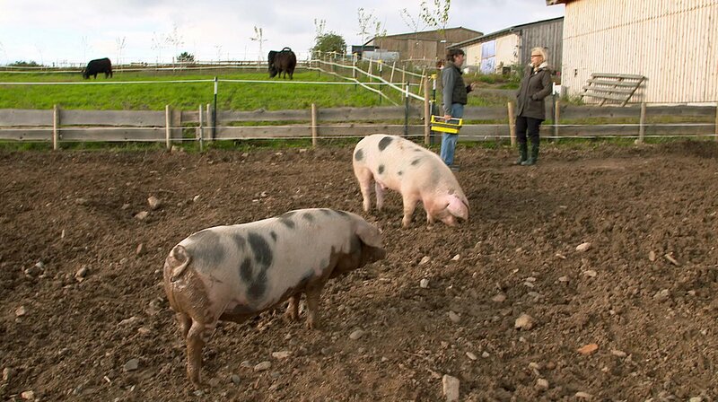 Wie bio ist Bio? – Bild: HR