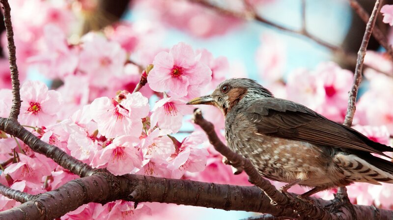 Kirschblüten sind eines der wichtigsten Symbole der japanischen Kultur. Die Bäume bieten zahllosen Vögeln einen sicheren Nistplatz in den Parks von Tokio. – Bild: hr-fernsehen Kirschblüten sind eines der wichtigsten Symbole der japanischen Kultur. Die Bäume bieten zahllosen Vögeln einen sicheren Nistplatz in den Parks von Tokio. – Bild: hr-fernsehen