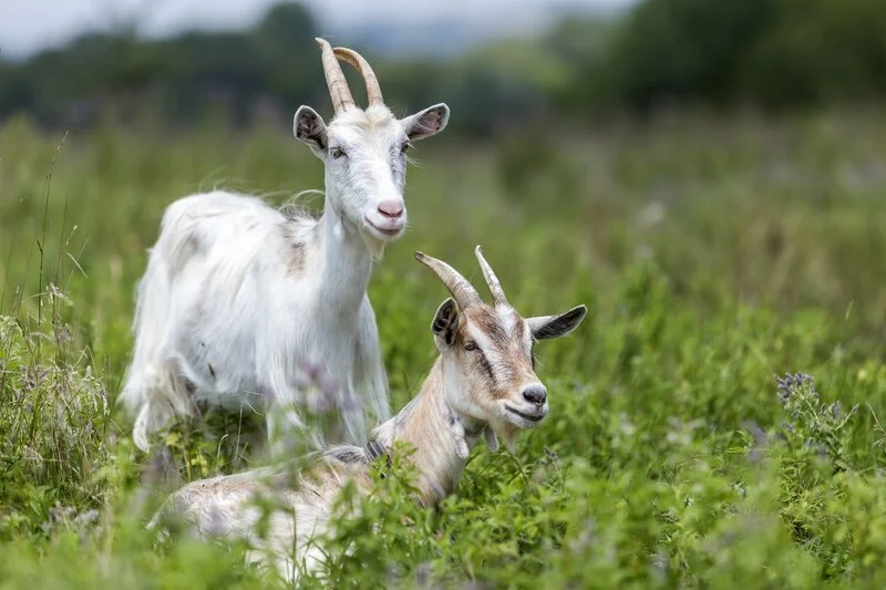 Two nice white hairy bearded goats with long horns grazing in high green blooming meadow grass on bright sunny warm summer day on blurred fields and trees background. – Bild: depositphotos