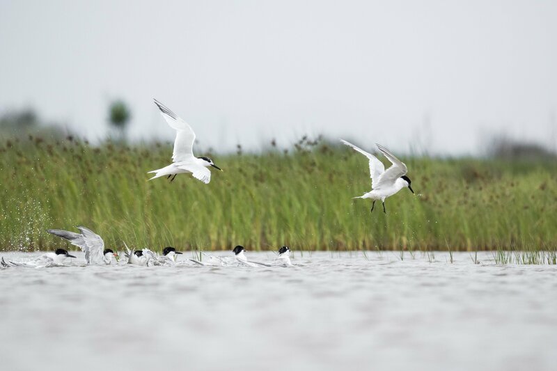 Der 2016 verstorbene Ornithologe und Mitbegründer des WWF Luc Hoffmann nutzte sein Vermögen (Hoffmann-La Roche), um weltweit Projekte zur Erhaltung von Feuchtgebieten zu finanzieren, die für die biologische Vielfalt notwendig sind. Seine Auffassungen entwickelten sich im Laufe der Jahrzehnte zu einer globalen Vision, die menschliche Tätigkeiten in die biologische Vielfalt einbezieht. – Bild: ZDF und SRF