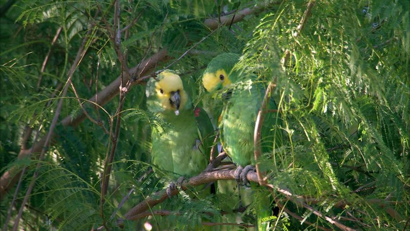 Gelbkopfamazonen – Bild: Bibel TV