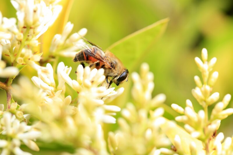 A bee – Bild: depositphotos A bee – Bild: depositphotos
