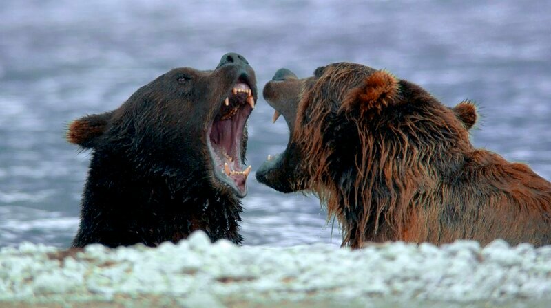 Nahkampf im Wasser – Zwei Braunbären streiten um den besten Platz beim Lachsfischen. – Bild: phoenix/​ZDF/​Franz Hafner