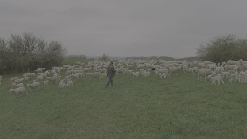 Achtung! Schafe! – Bild: BR /​ BR