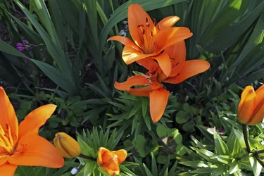 Lilienblüte bei den Aldi-Blumenzwiebeln, auf der Verpackung war die Blüte gelb. – Bild: BR/NDR Lilienblüte bei den Aldi-Blumenzwiebeln, auf der Verpackung war die Blüte gelb. – Bild: BR/NDR