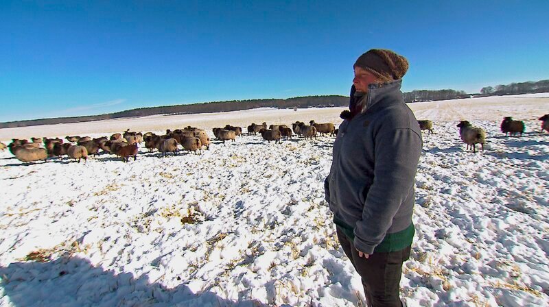 Heideschäferin Verena Jahnke hat rund 1.700 Schafe und Heidschnucken, die auch im Winter zum Fressen quer durch die Heide geführt werden müssen. – Bild: NDR/AZ Media/Sandra Schneider Heideschäferin Verena Jahnke hat rund 1.700 Schafe und Heidschnucken, die auch im Winter zum Fressen quer durch die Heide geführt werden müssen. – Bild: NDR/AZ Media/Sandra Schneider