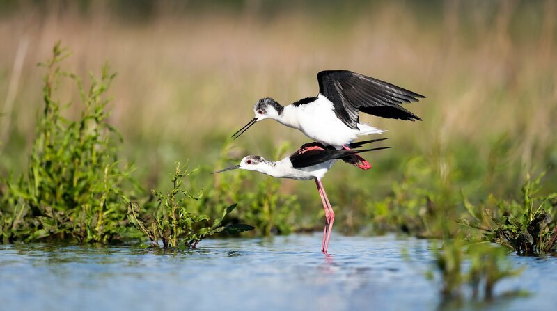 Stelzenläufer bei der Paarung. – Bild: ORF/Leander Khil Stelzenläufer bei der Paarung. – Bild: ORF/Leander Khil