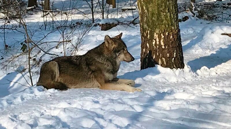 Wölfe sind zurück in Deutschland. Auch in hessischen Wäldern wurden Wölfe wieder gesichtet. – Bild: HR/​Katja Devaux
