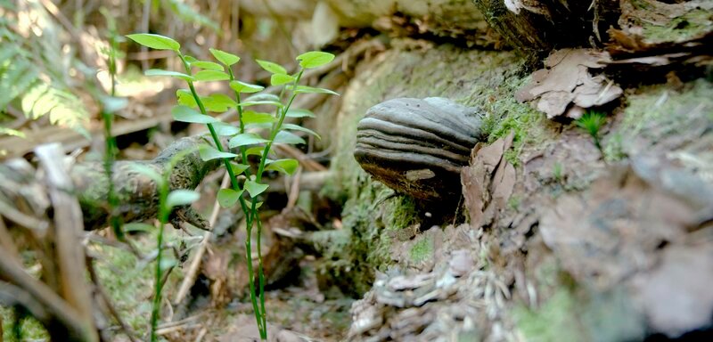 Die Natur holt sich ihren Lebensraum zurück. – Bild: SWR Die Natur holt sich ihren Lebensraum zurück. – Bild: SWR