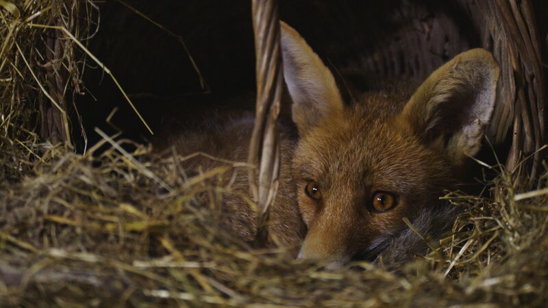 Ein Fuchs auf dem Bauernhof. – Bild: GEO Television