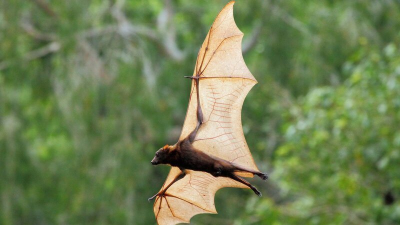 Der Rote Flughund lebt in Australien. Die Flügelspanne dieser sogenannten Megabats kann über einen Meter betragen. Flughunde ernähren sich ausschließlich von Früchten. – Bild: N24 Doku