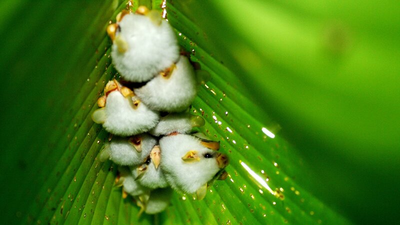 Unglaubliche Fledermäuse – Bild: N24 Doku