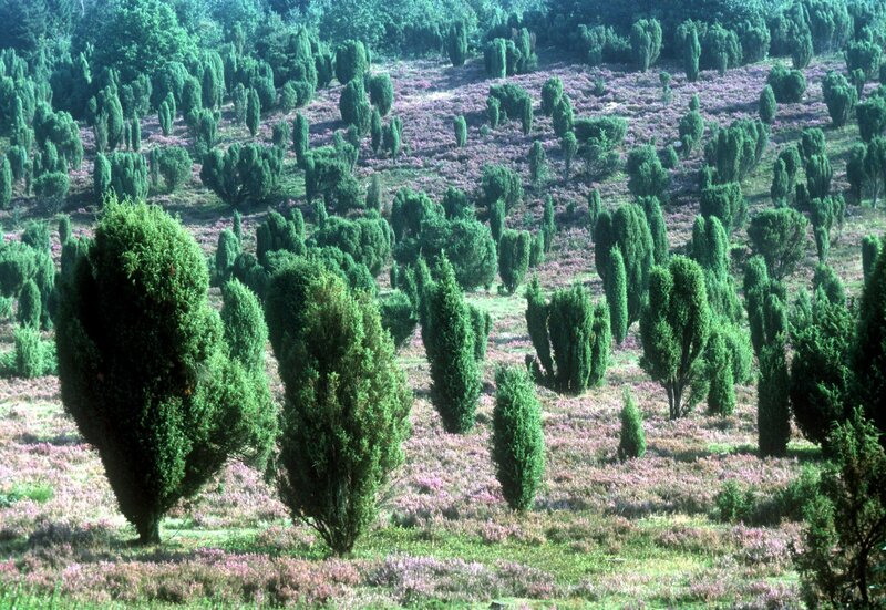 Die Lüneburger Heide - Schafe, Käfer und Kanonen – Bild: Bayerischer Rundfunk /​ BR /​ NDR /​Klaus Weißmann /​ Rolf Sziringer