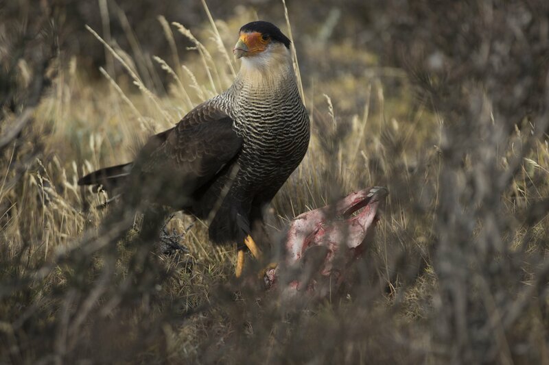 A southern crested cara cara. – Bild: Christiaan Munoz S. /​ Discovery Communications