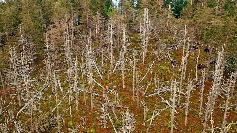 Abgestorbene Bäume – so könnte unser Wald durch den Klimawandel bald flächendeckend aussehen. – Bild: SWR