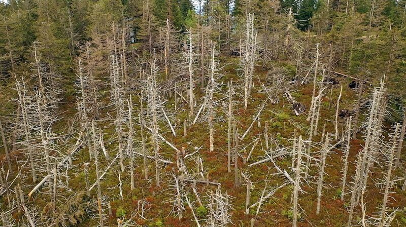 Der Wald in der Klimakrise – Bild: SWR