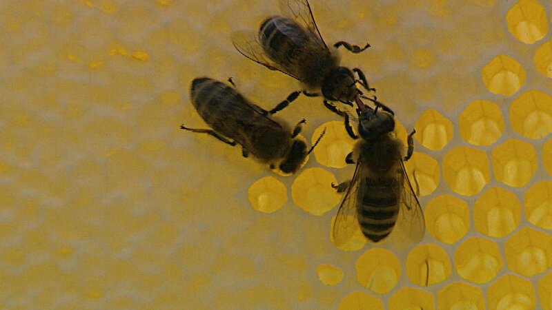 Wie kommt der Honig ins Glas Bienen SRF/NDR – Bild: SRF2 Wie kommt der Honig ins Glas Bienen SRF/NDR – Bild: SRF2