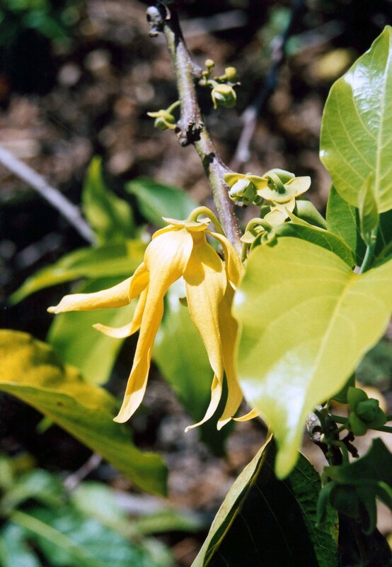 hr-fernsehen NOSY BE, Madagaskars Parfum-Insel, Ein Film von Waltraud Ehrhardt und Peter Obrist, am Donnerstag (16.08.12) um 14:30 Uhr. Die Blüte der Parfumpflanze Ylang-Ylang am siebten Tag. – Bild: HR/SWR/Ehrhardt+Obrist hr-fernsehen NOSY BE, Madagaskars Parfum-Insel, Ein Film von Waltraud Ehrhardt und Peter Obrist, am Donnerstag (16.08.12) um 14:30 Uhr. Die Blüte der Parfumpflanze Ylang-Ylang am siebten Tag. – Bild: HR/SWR/Ehrhardt+Obrist