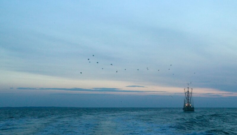 Der Seehund von Sanderoog – Bild: NDR/​Thomas Kost