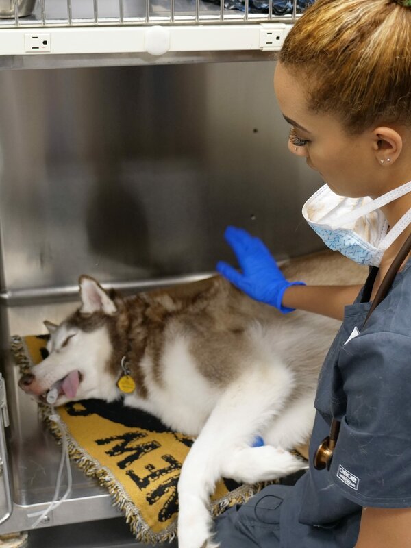 Chocolate recovering after surgery with a Vet tech – Bild: Animal Planet /​ Discovery Communications, LLC