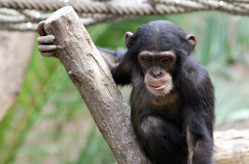 Affenjunges im „Pongoland“, Zoo Leipzig: Was wäre, wenn die Kultur der Menschenaffen der der Menschen ähnlicher wäre als bisher gedacht? Was wäre, wenn Affen gar eine Sprache besäßen? Worin würden wir uns dann eigentlich noch von ihnen unterscheiden? – Bild: MDR / © Hofericher & Jacobs / © Hofericher & Jacobs Affenjunges im „Pongoland“, Zoo Leipzig: Was wäre, wenn die Kultur der Menschenaffen der der Menschen ähnlicher wäre als bisher gedacht? Was wäre, wenn Affen gar eine Sprache besäßen? Worin würden wir uns dann eigentlich noch von ihnen unterscheiden? – Bild: MDR / © Hofericher & Jacobs / © Hofericher & Jacobs