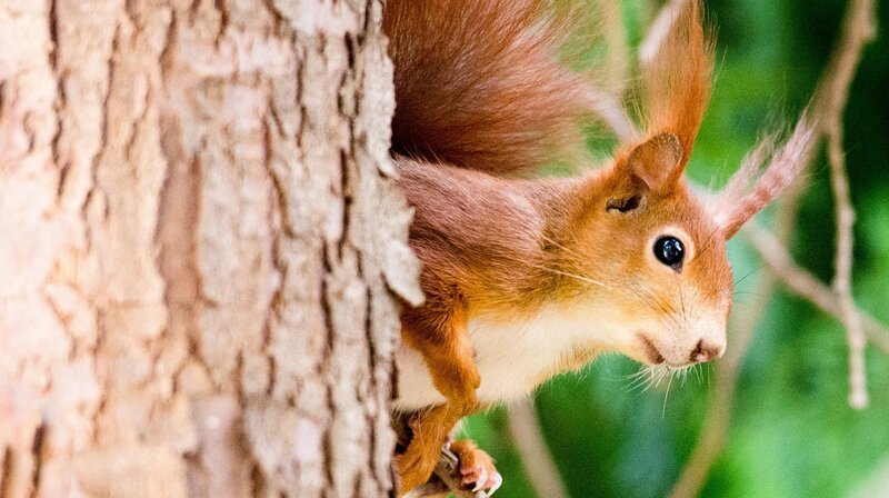 „Die verrückte Welt der Hörnchen“ erzählt spannende und unterhaltsame Geschichten aus der Welt eines der populärsten Säugetiere unseres Planeten. Manche Hörnchen können fliegen, viele leben am Boden oder in Bäumen und einige bevorzugen die Kälte oder die Hitze. Ob Jung oder Alt: Es gibt kaum einen Menschen, der sich dem Charme eines drollig dreinschauenden Hörnchens mit vollen Backen entziehen kann. Der Film enthüllt die zauberhafte Welt der Hörnchen und bringt eine bunte Mischung aus Information, Unterhaltung und Faszination auf den Bildschirm. – Bild: WDR/dpa/Alexander Heinl „Die verrückte Welt der Hörnchen“ erzählt spannende und unterhaltsame Geschichten aus der Welt eines der populärsten Säugetiere unseres Planeten. Manche Hörnchen können fliegen, viele leben am Boden oder in Bäumen und einige bevorzugen die Kälte oder die Hitze. Ob Jung oder Alt: Es gibt kaum einen Menschen, der sich dem Charme eines drollig dreinschauenden Hörnchens mit vollen Backen entziehen kann. Der Film enthüllt die zauberhafte Welt der Hörnchen und bringt eine bunte Mischung aus Information, Unterhaltung und Faszination auf den Bildschirm. – Bild: WDR/dpa/Alexander Heinl