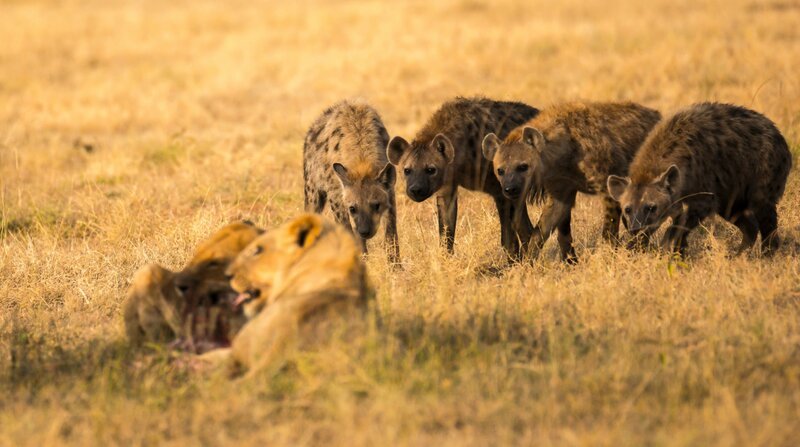 Zwischen Hyänen und Löwen herrscht oft erbitterte Konkurrenz. – Bild: ZDF und iStock/​Staincliffe.