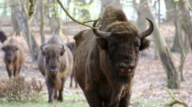 In Polen leben rund 200 Wisente frei in der Nähe des Oderdeltas. Immer wieder wandern einzelne Tiere auch nach Deutschland. Wir müssen allerdings erst wieder lernen mit diesen Urrindern zu leben. – Bild: hr-fernsehen In Polen leben rund 200 Wisente frei in der Nähe des Oderdeltas. Immer wieder wandern einzelne Tiere auch nach Deutschland. Wir müssen allerdings erst wieder lernen mit diesen Urrindern zu leben. – Bild: hr-fernsehen