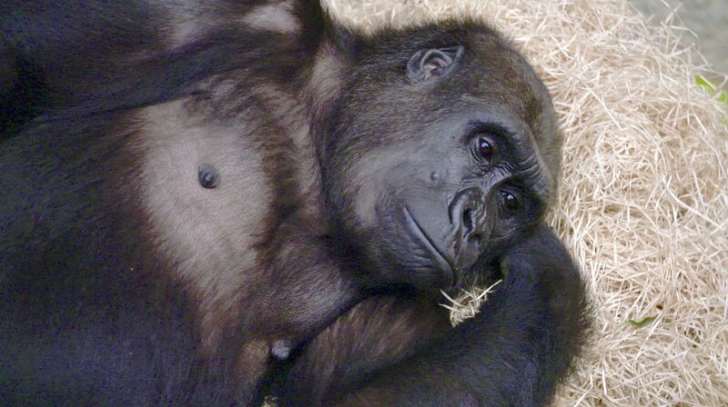 Menschenaffen sind Lieblinge für Besucher und Pfleger. – Bild: BR/​NDR