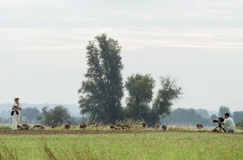 Die Odyssee der Großtrappen – Bild: MDR /​ © MDR/​Altayfilm/​Henry M. Mix /​ © MDR/​Altayfilm/​Henry M. Mix
