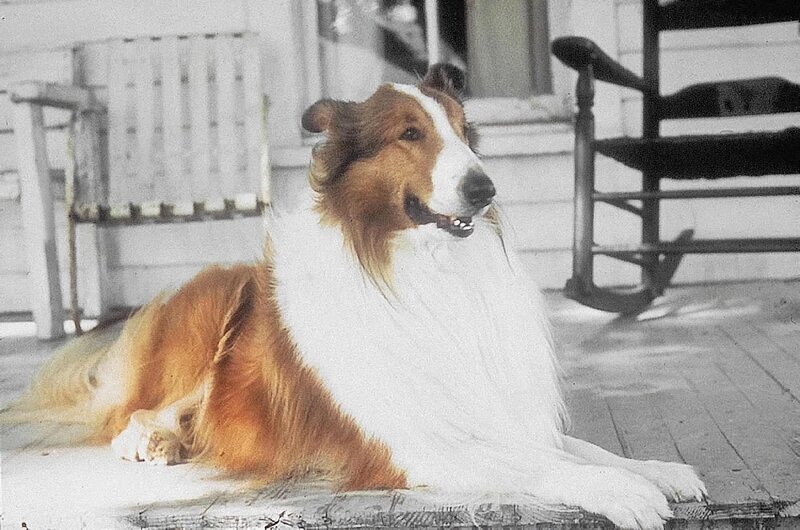 Lassie 1954 Staffel 17 Episodenguide Fernsehserien De