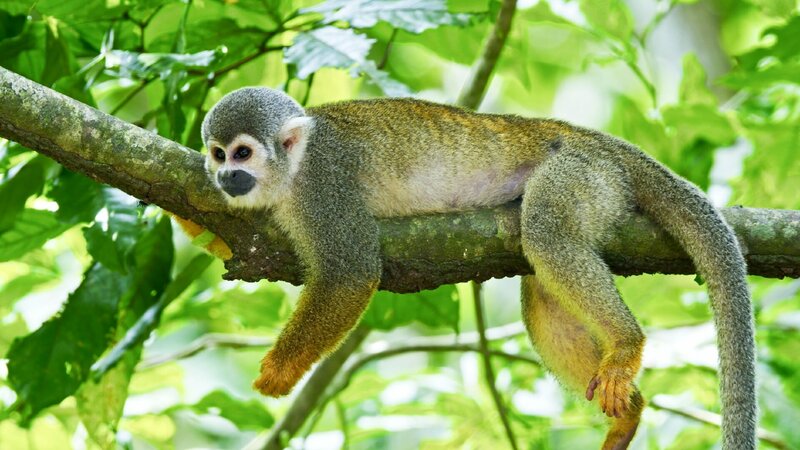 Die Insel der Totenkopfaffen – Bild: TVNOW