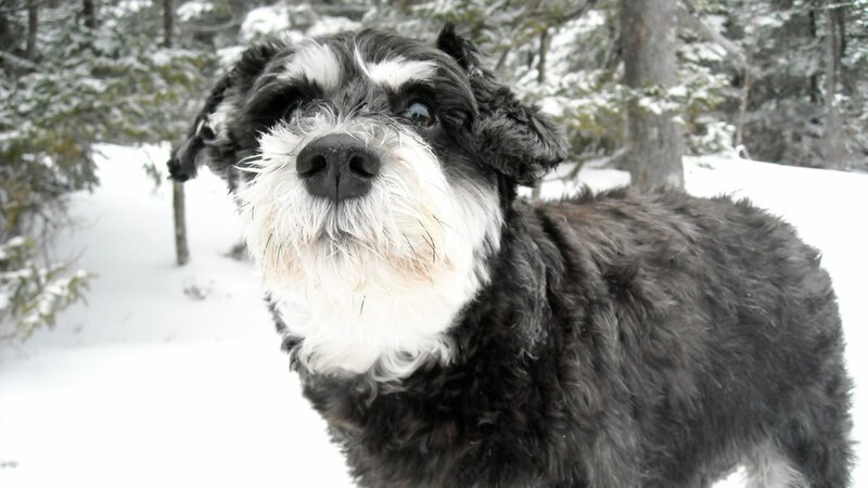 Portuguese Water Dog. – Bild: Animal Planet