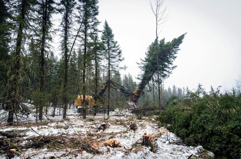Was bedeutet der Wald für die Menschen, die von ihm abhängig sind, und welche Auswirkungen hat er auf den Klimawandel und die Industrialisierung? – Bild: David Coulson / Was bedeutet der Wald für die Menschen, die von ihm abhängig sind, und welche Auswirkungen hat er auf den Klimawandel und die Industrialisierung? Was bedeutet der Wald für die Menschen, die von ihm abhängig sind, und welche Auswirkungen hat er auf den Klimawandel und die Industrialisierung? – Bild: David Coulson / Was bedeutet der Wald für die Menschen, die von ihm abhängig sind, und welche Auswirkungen hat er auf den Klimawandel und die Industrialisierung?
