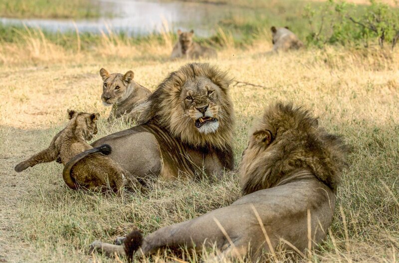Die fürsorgliche Löwin beobachtet die Löwenmännchen, um sicherzugehen, dass sie nicht zu grob zu ihrem Nachwuchs sind. – Bild: Beverly Joubert /​ © Beverly Joubert