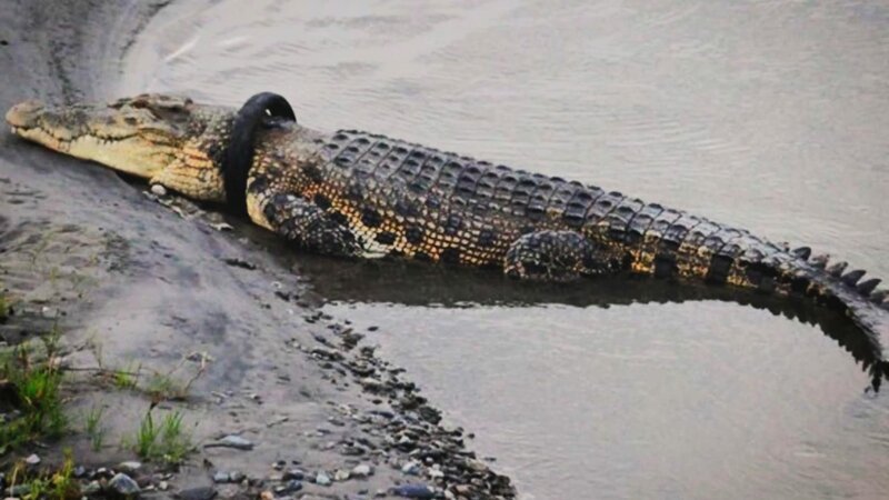  A giant crocodile whose neck is trapped in a small motorcycle tire. – Bild: Animal Planet