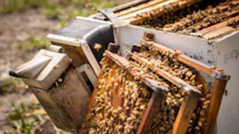 Bienen – Bild: taglichtmedia FFP GmbH