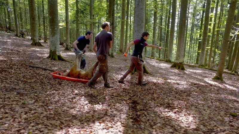 Forscher im Nationalpark Bayerischer Wald schleppen einen Hirschkadaver an einen Auslageplatz. – Bild: BR/​Klaus Scheurich