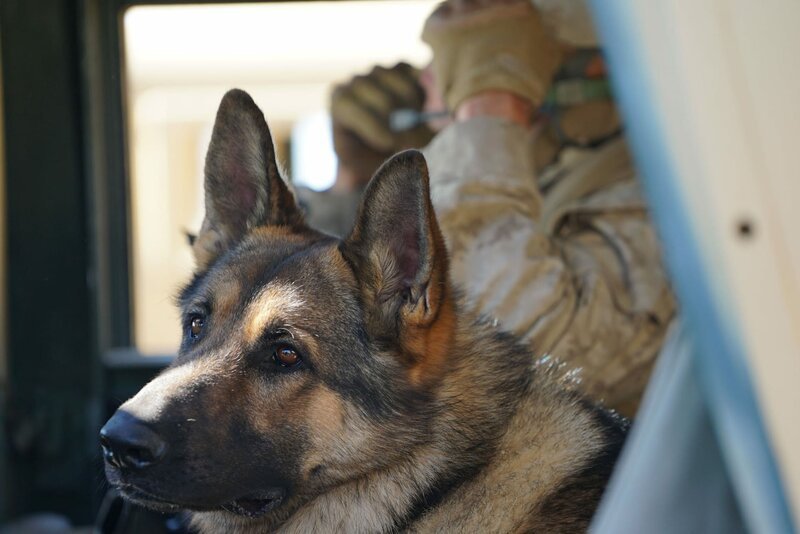 Megan Leavey hat einen guten Freund und mit ihm ihre Freude am Leben verloren. Sie meldet sich zur US Marine. Dort trifft sie auf den aggressiven Spürhund Rex. Megan kann ihn zähmen, sie wird seine Hundeführerin und zu zweit bestehen sie Dutzende Missionen und retten Leben. – Bild: Elite Film AG Megan Leavey hat einen guten Freund und mit ihm ihre Freude am Leben verloren. Sie meldet sich zur US Marine. Dort trifft sie auf den aggressiven Spürhund Rex. Megan kann ihn zähmen, sie wird seine Hundeführerin und zu zweit bestehen sie Dutzende Missionen und retten Leben. – Bild: Elite Film AG