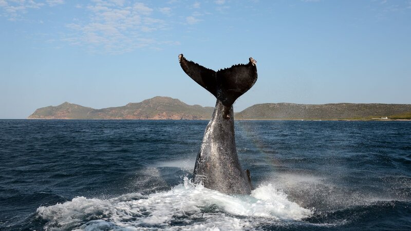The fluke of a humpback whale out of the ocean. – Bild: Animal Planet