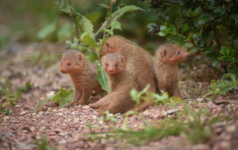 Mini the Mongoose and her pups. – Bild: 2017–2018, Blast! Films Ltd Lizenzbild frei