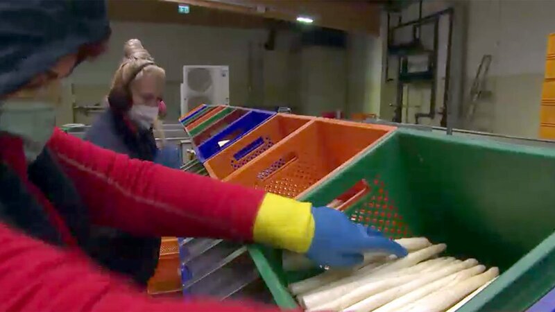 Die Wahrheit über Spargel – Bild: ORF/​Bernhard Werany