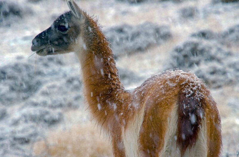 Das dichte, wollige Fell des Guanako schützt ihn vor der Kälte in Chiles Bergen. – Bild: ARTE /​ © Scorpion TV Ltd