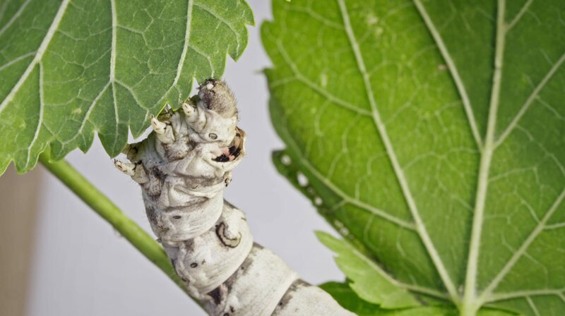 Seidenspinnerraupen produzieren Fäden, die ein Drittel der Zugkraft von Stahl besitzen. Ein Biomaterial der Zukunft? – Bild: NDR/a&o buero Seidenspinnerraupen produzieren Fäden, die ein Drittel der Zugkraft von Stahl besitzen. Ein Biomaterial der Zukunft? – Bild: NDR/a&o buero