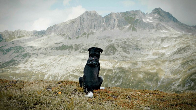 Cody – Wie ein Hund die Welt verändert Von den Strassen Rumäniens in die Schweizer Berge SRF/​Frenetic – Bild: SRF2